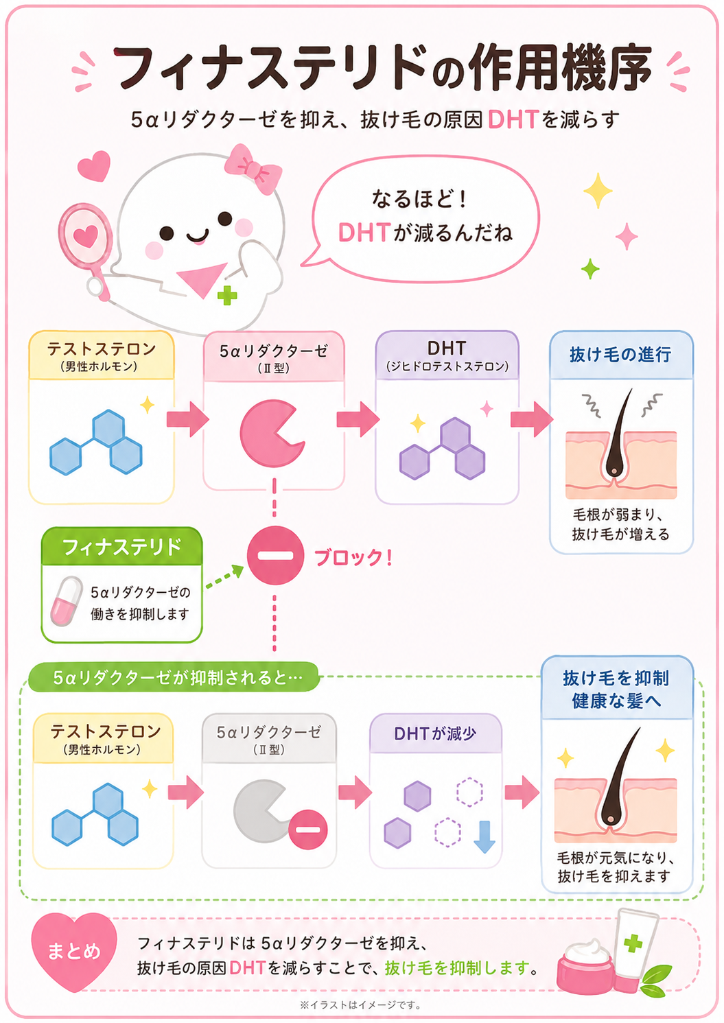 フィナステリドの作用機序。抜け毛の原因DHTを減らす