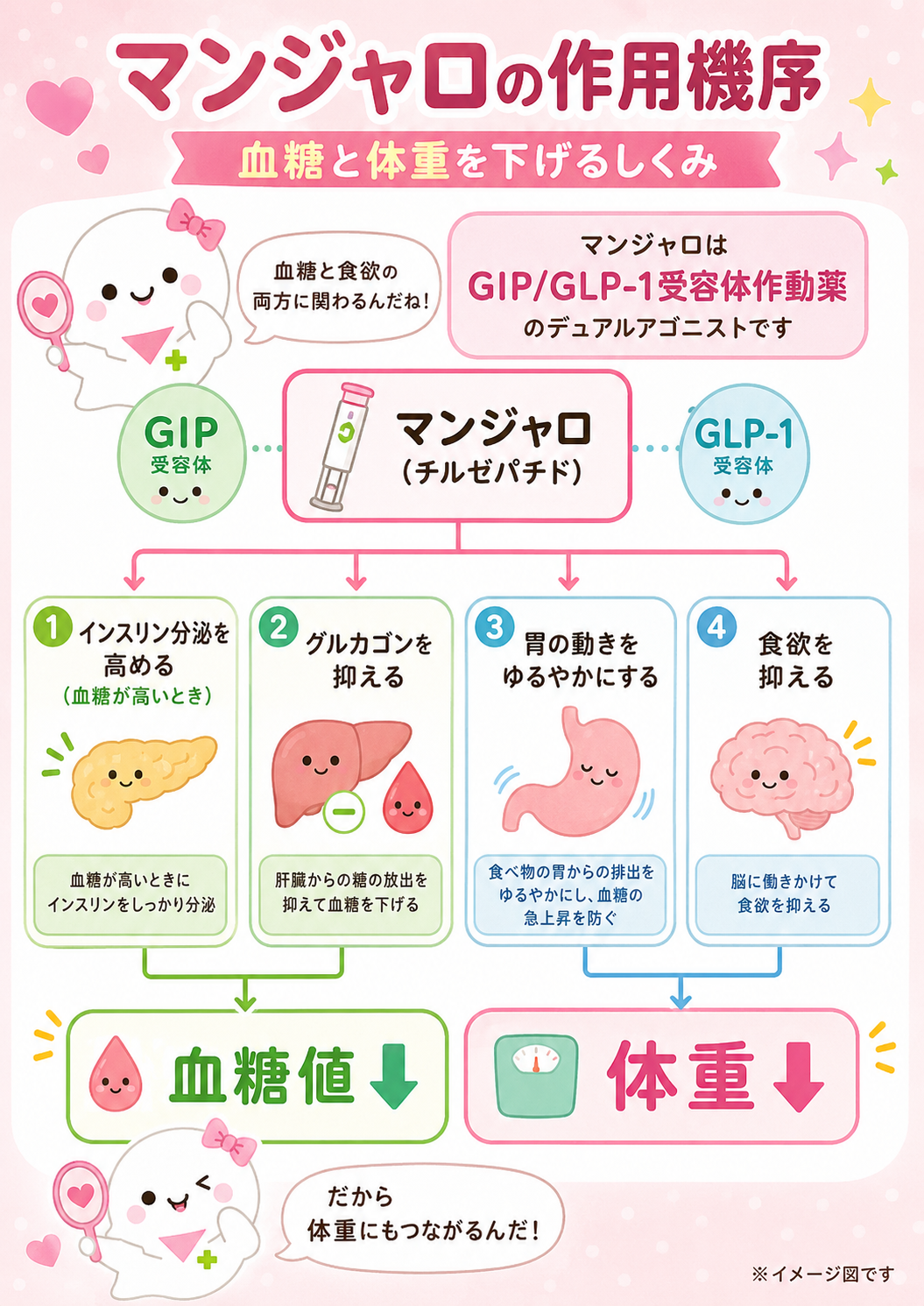 マンジャロの作用機序。GIPとGLP-1のダブル作用で食欲を抑える